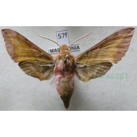 Deilephila porcellus (Linnaeus, 1758) Zmrocznik pazik Macedonia57f